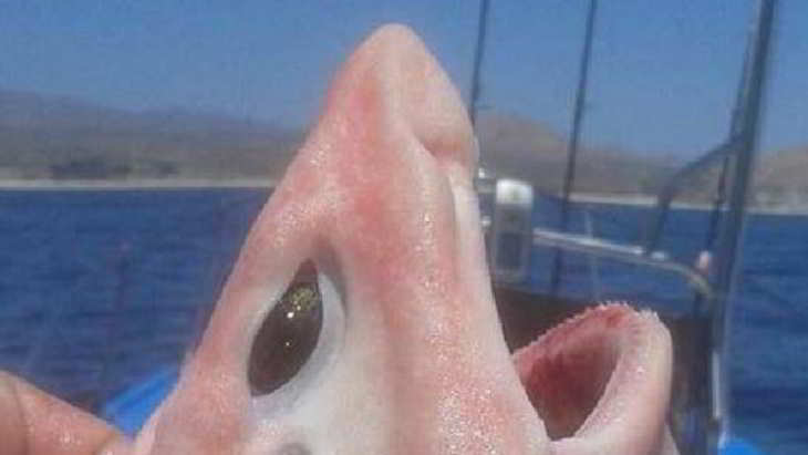 requin-holbiche