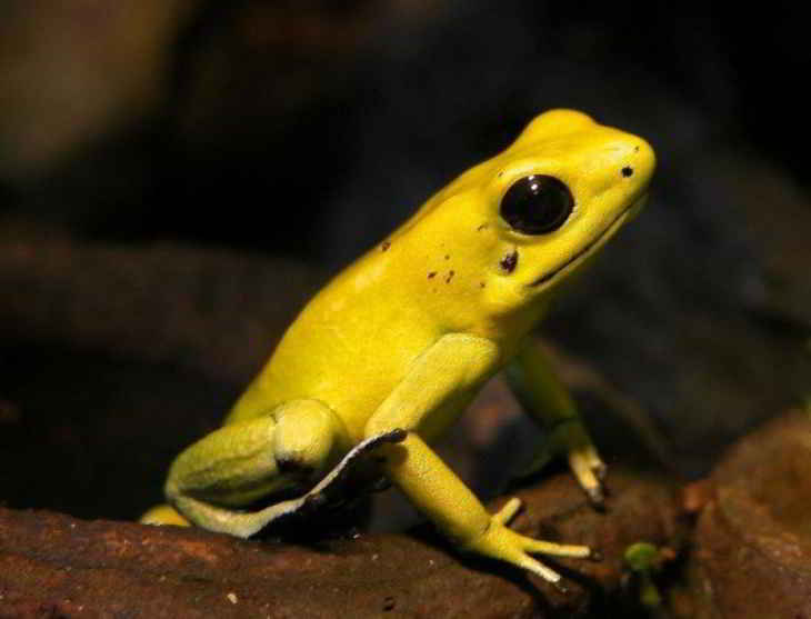 grenouille-toxique