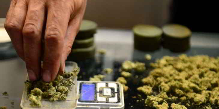 cannabis