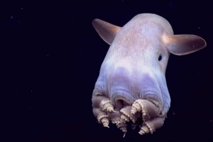 pieuvre dumbo