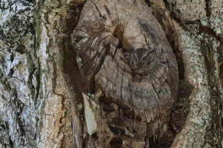 tronc-caché