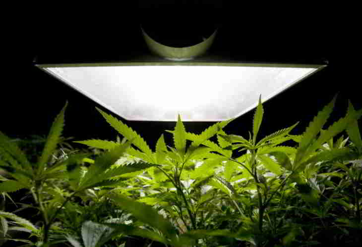 denver-smell-cannabis