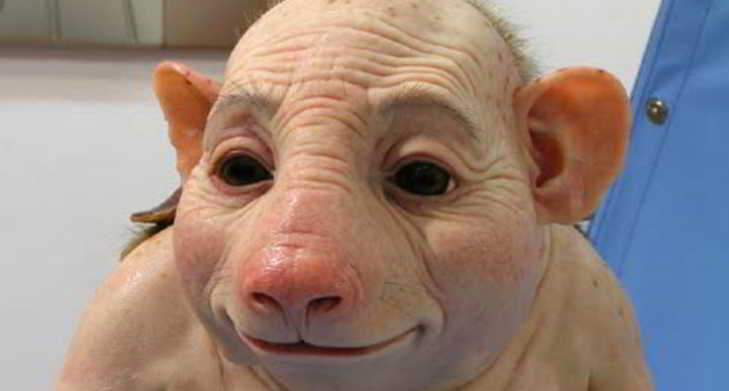 embryons-humain-animal