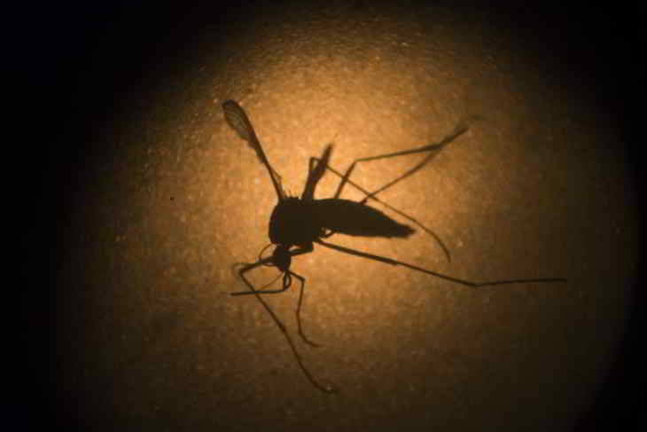 virus zika