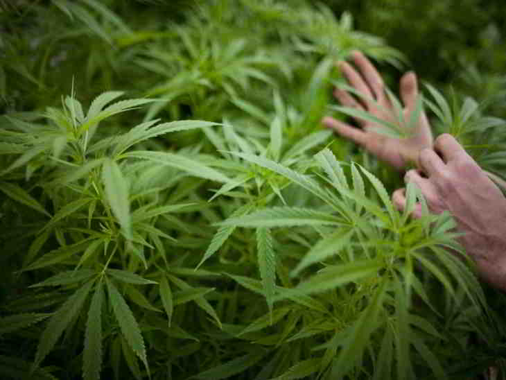 colorado-cannabis