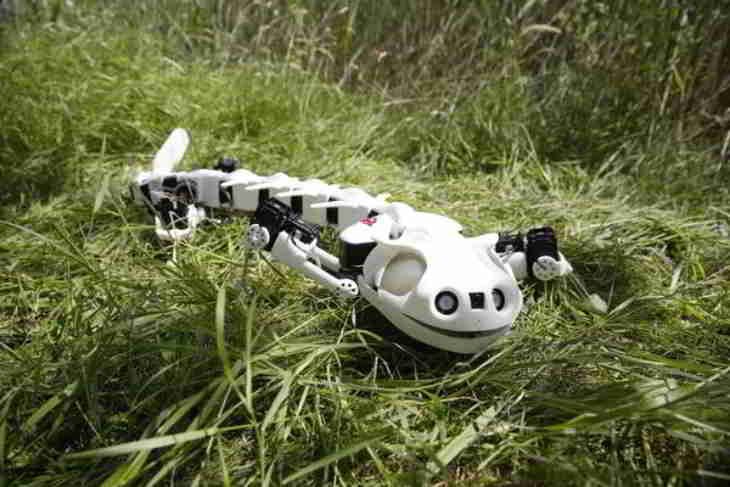 salamandre