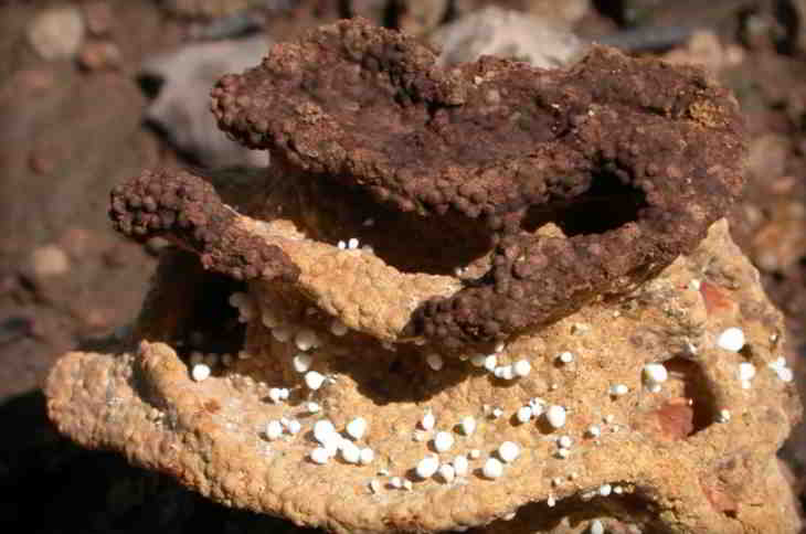 termites