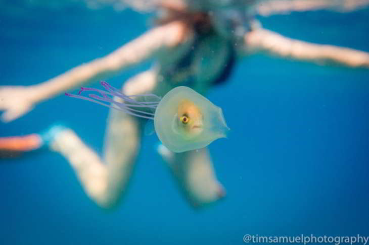 un poisson