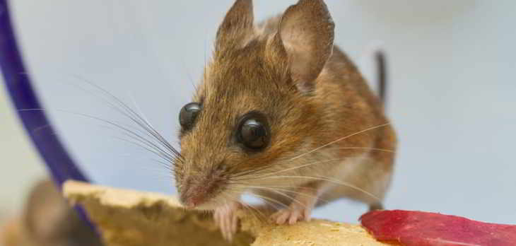 souris