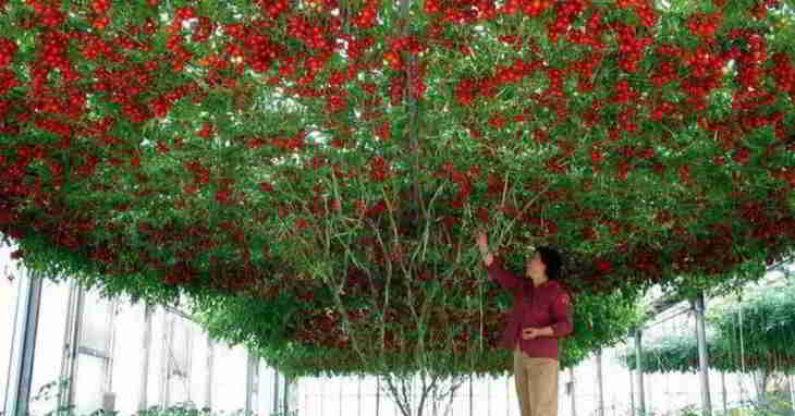l’Octopus Tree