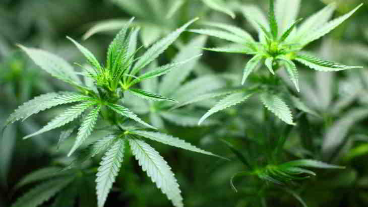 vendeur de cannabis