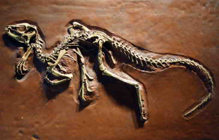 petit dinosaure