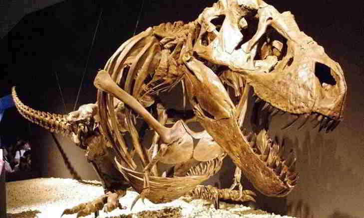 T-Rex