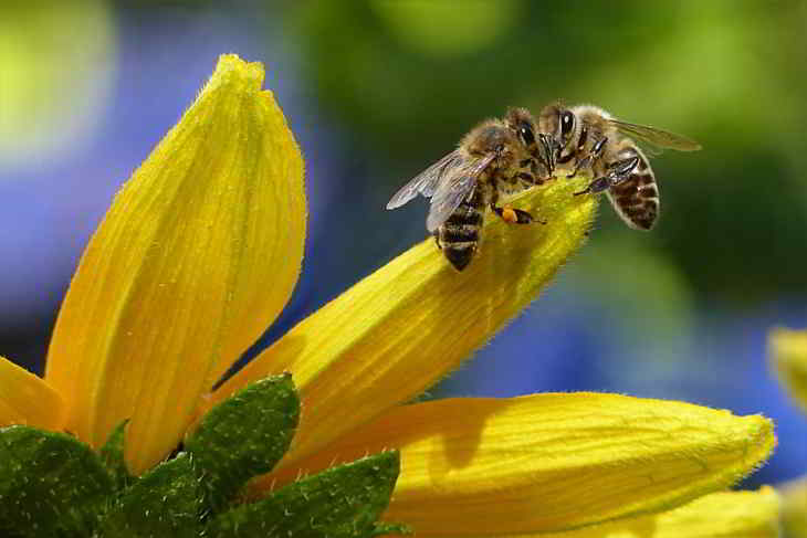 abeilles sauvages