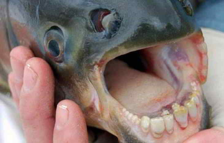 poisson avec des dents