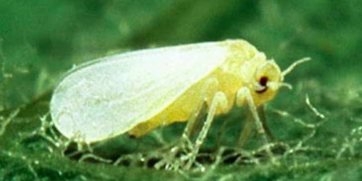 insecte