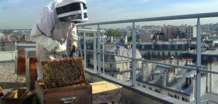 ruche-abeilles