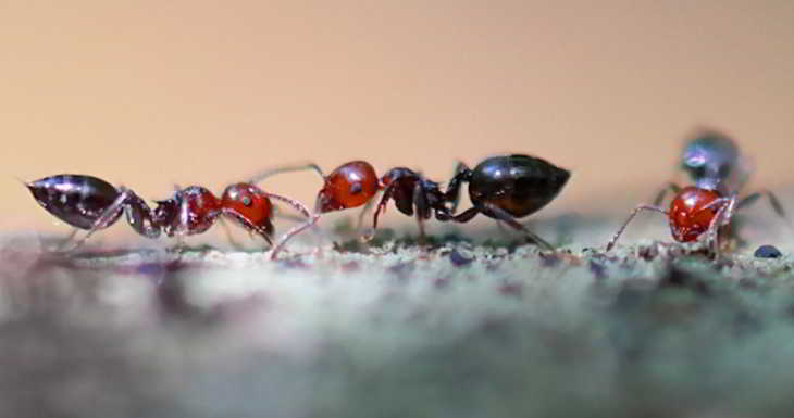 fourmis