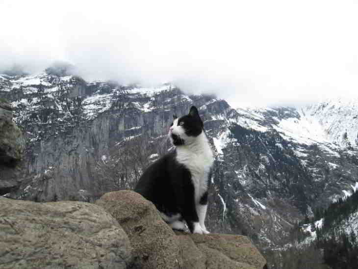 mystérieux chat