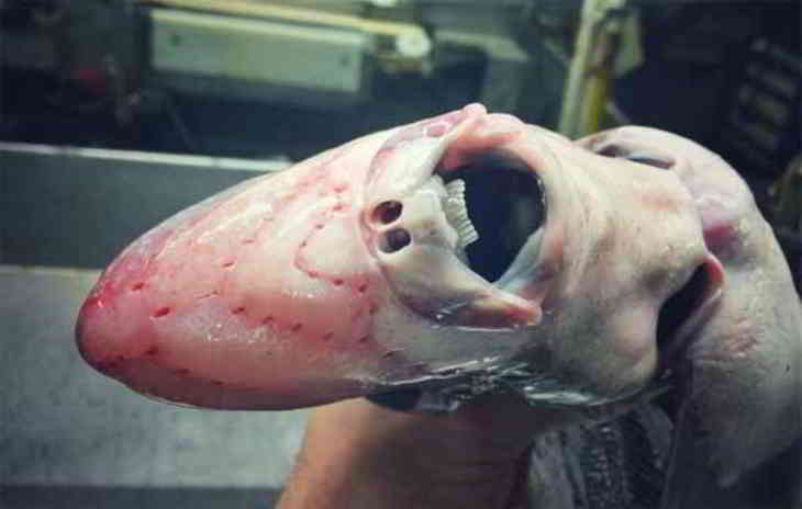 creature-mer profonde