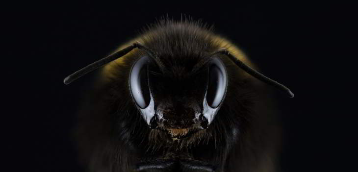pourquoi les abeilles