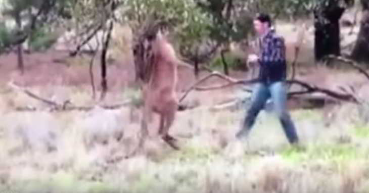 un kangourou