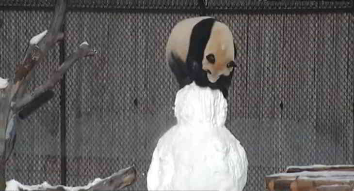 panda