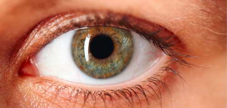 l'oeil