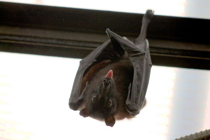chauves-souris