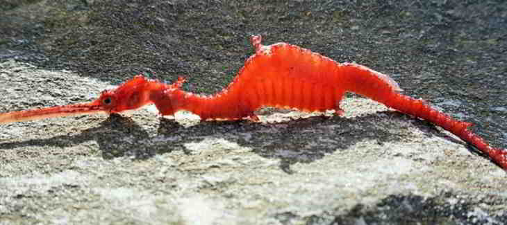 dragon des mers