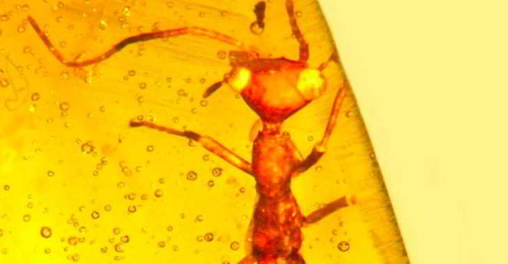 insecte inconnu