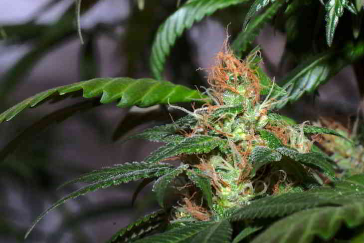 prix du cannabis