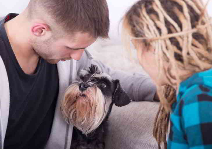 Singes et chiens