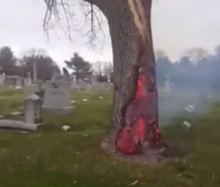 arbre en feu
