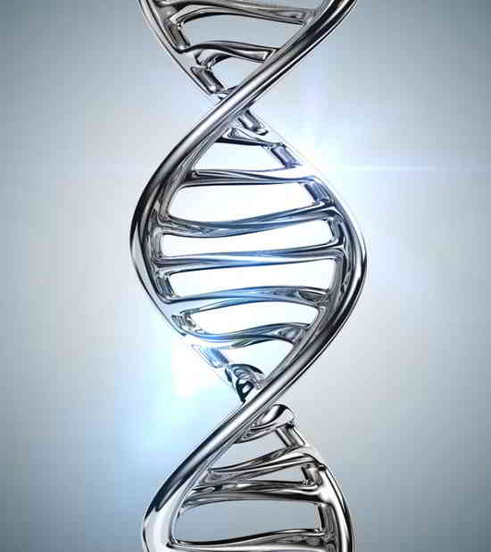 ADN humain