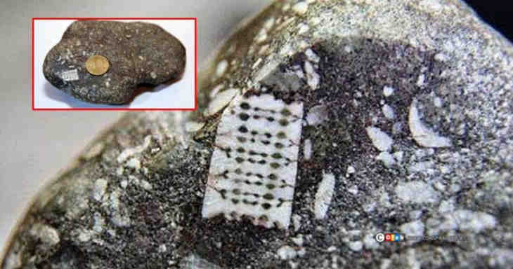 micro puce de 250 millions d'années