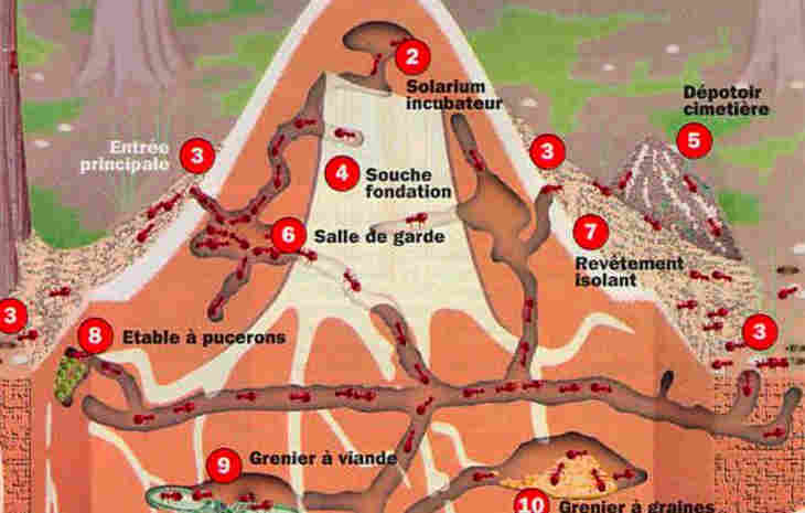 L’organisation sociale des fourmis