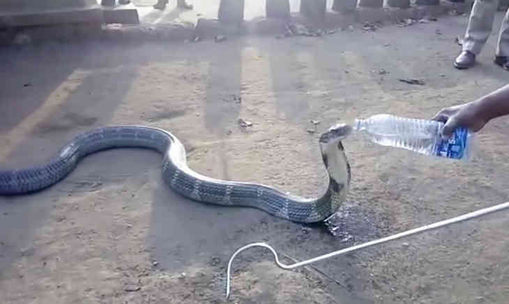 cobra