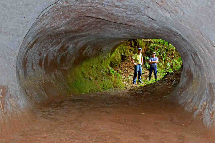 paresseux géants
