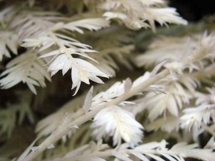 séquoias albinos