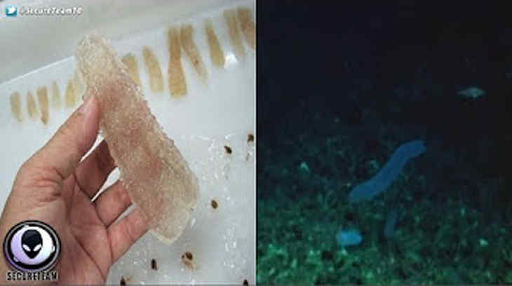 créatures bizarres