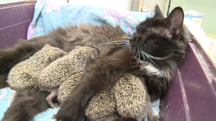 chatte russe