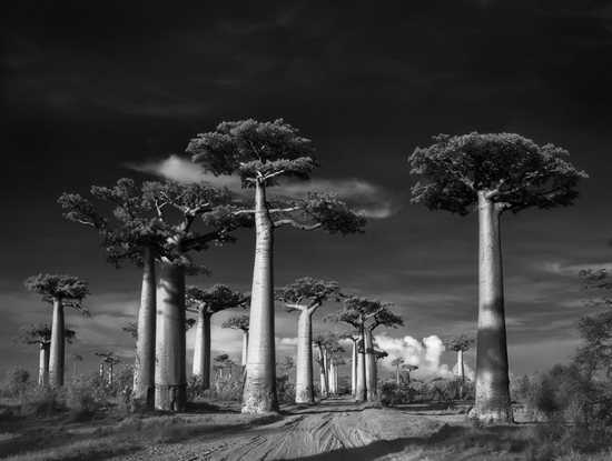 arbres anciens