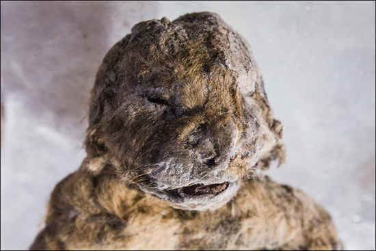 cloner le lionceau