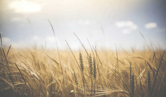 gluten