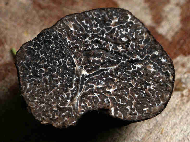 truffe noire
