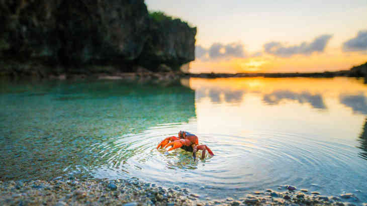 crabes