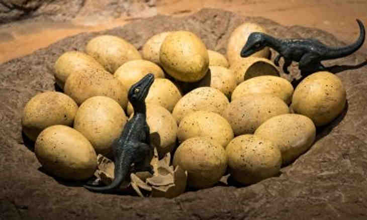 œufs de dinosaures