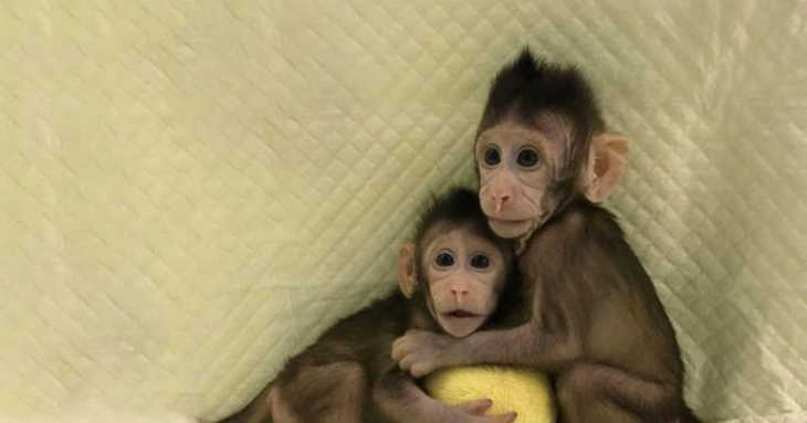 cloner des singes