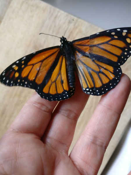 fixer l'aile d'un papillon